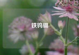 鐵鎢硼